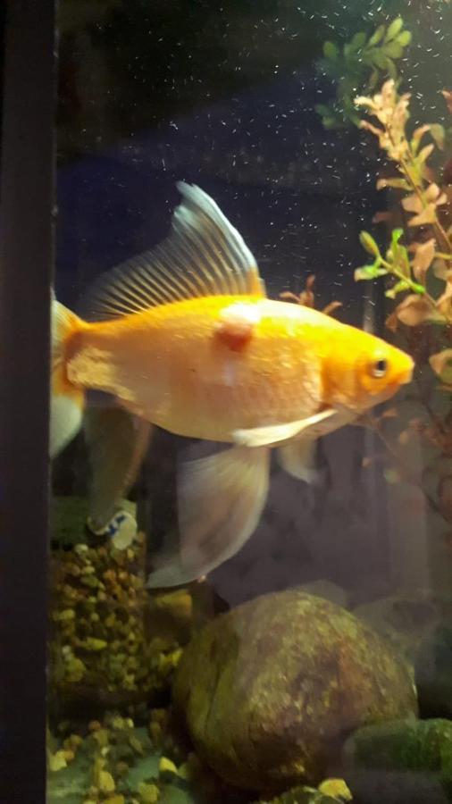 Aquarium Apartment Tbilisi ภายนอก รูปภาพ